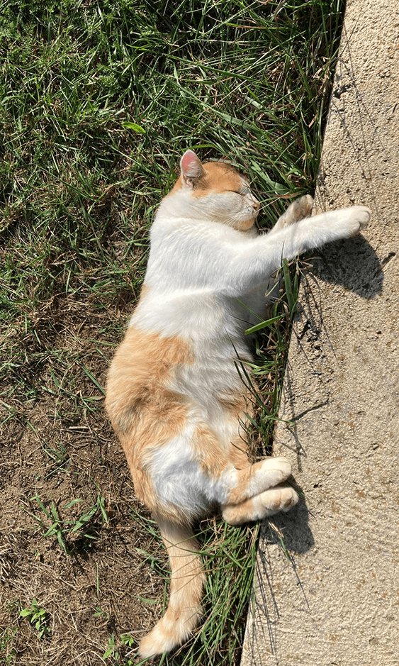Die Katze des Bauernhofs schläft auf der Wiese